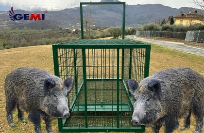 Капани за диви свине? Има по-добро решение...