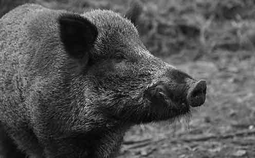 Как да избегнем нахлуването на диви свине и дикобрази в градината: как да изградим електрическа ограда